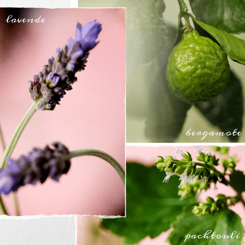 SHAMPOOING HYDRATE SHEER - Hydrate Sheer | L'Oréal Partner Shop